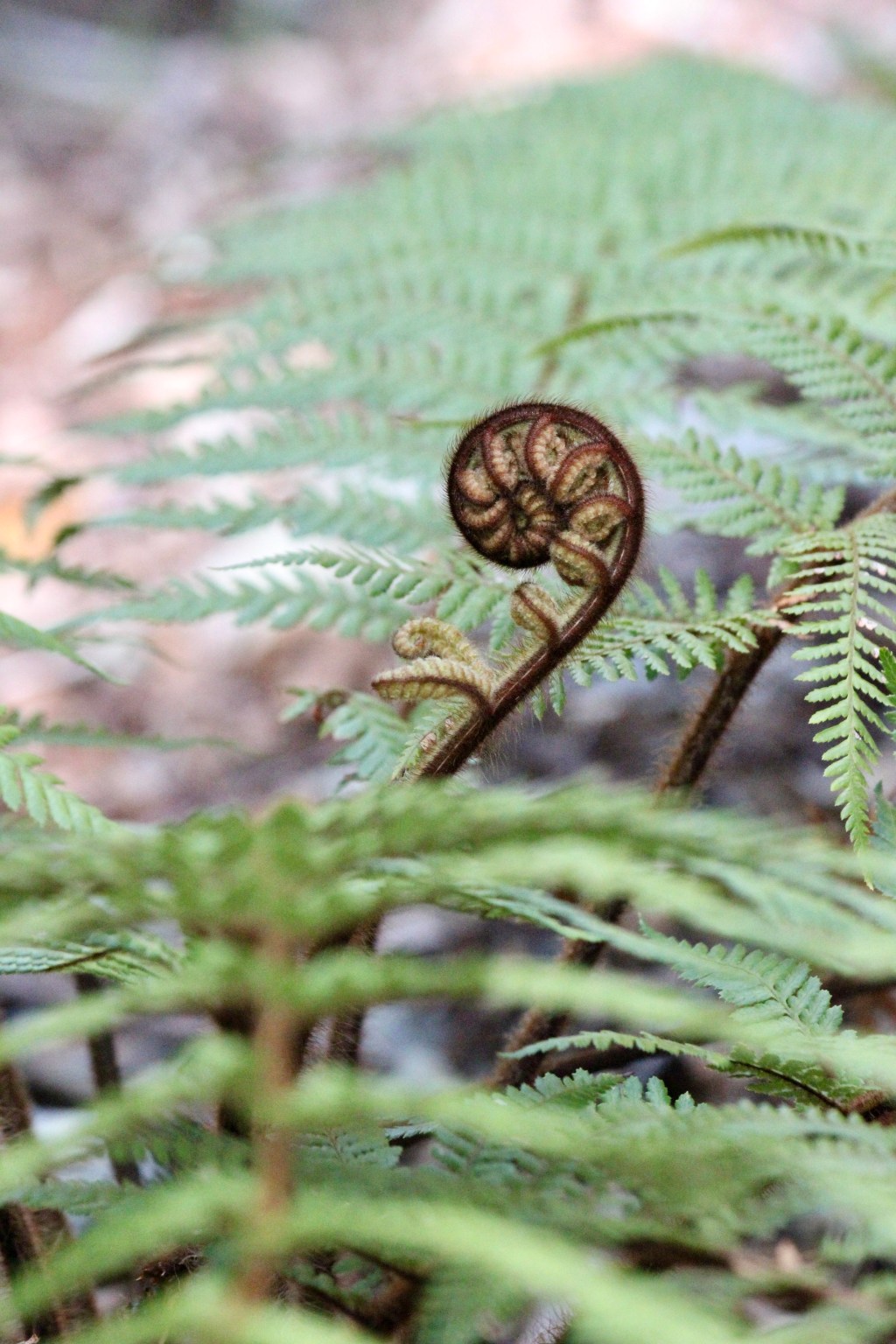 Die Hexe und der&nbsp;Zauberer
